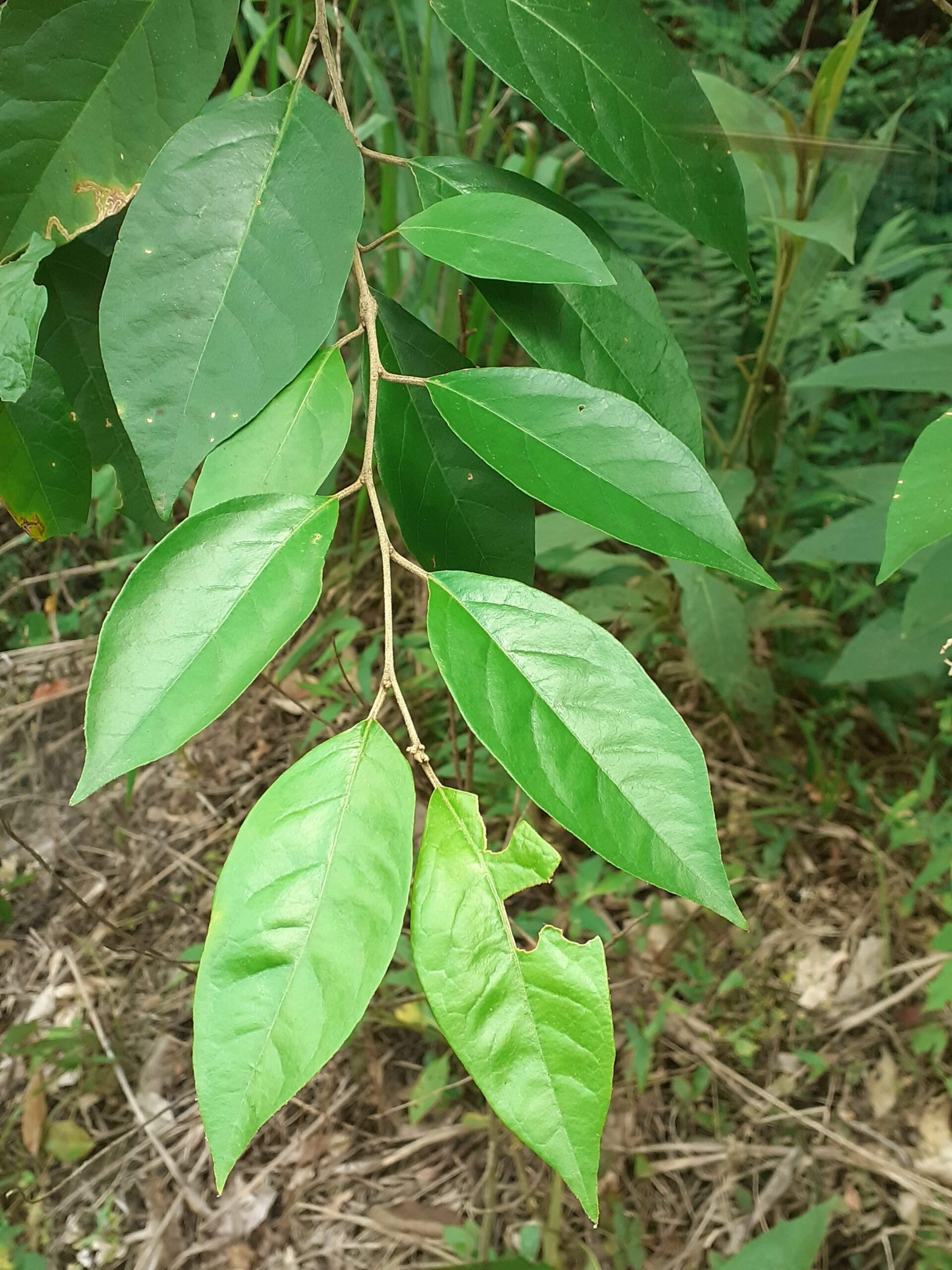Solanum sanctae-catharinae - Reserva Rio das Furnas