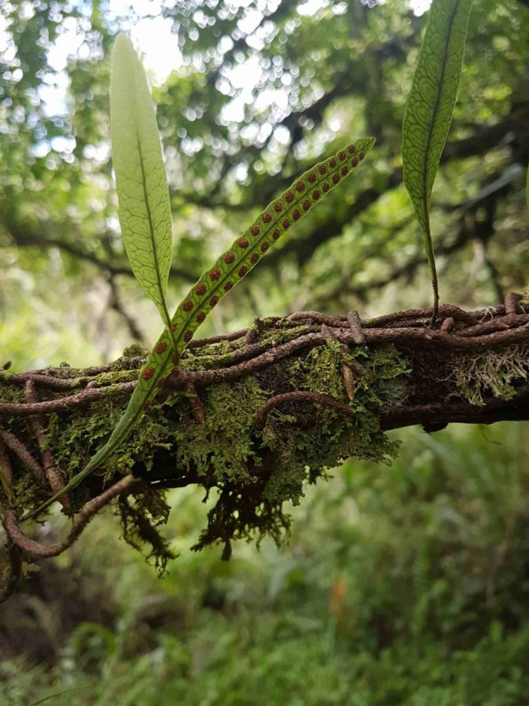 Microgramma squamulosa132853-web