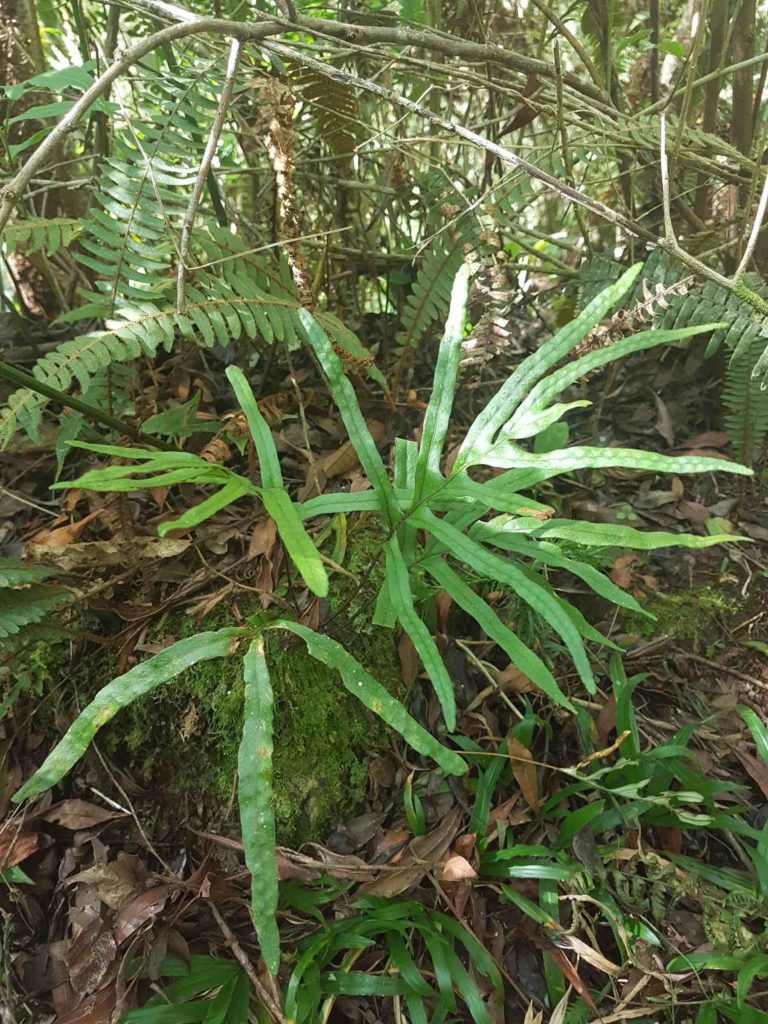 Pleopeltis pleopeltifolia nsmith_123951-web