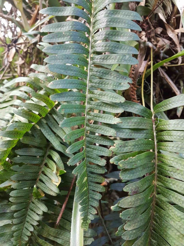 Serpocaulon catharinae_164704-web