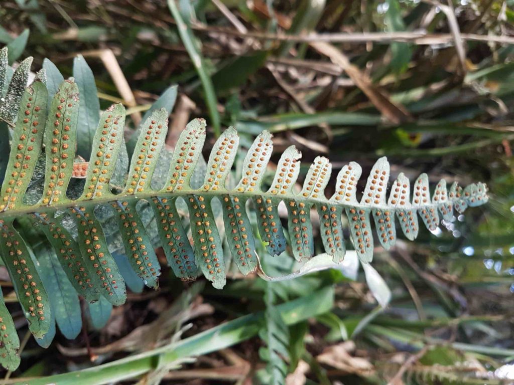 Serpocaulon catharinae_164724-web