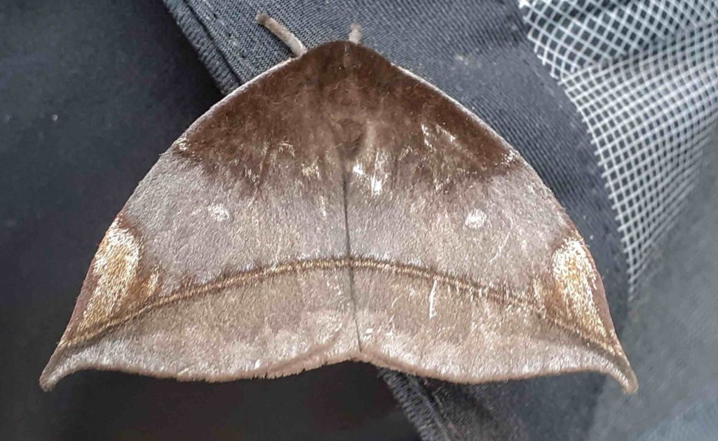 moth_145756-web