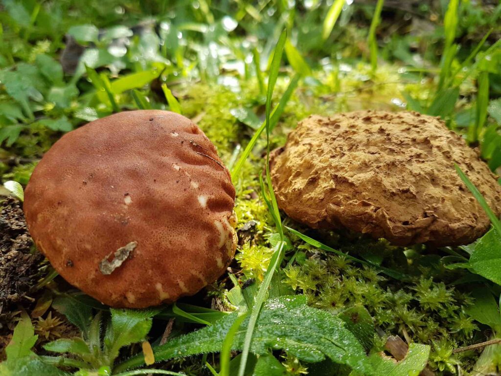 Calvatia rugosa