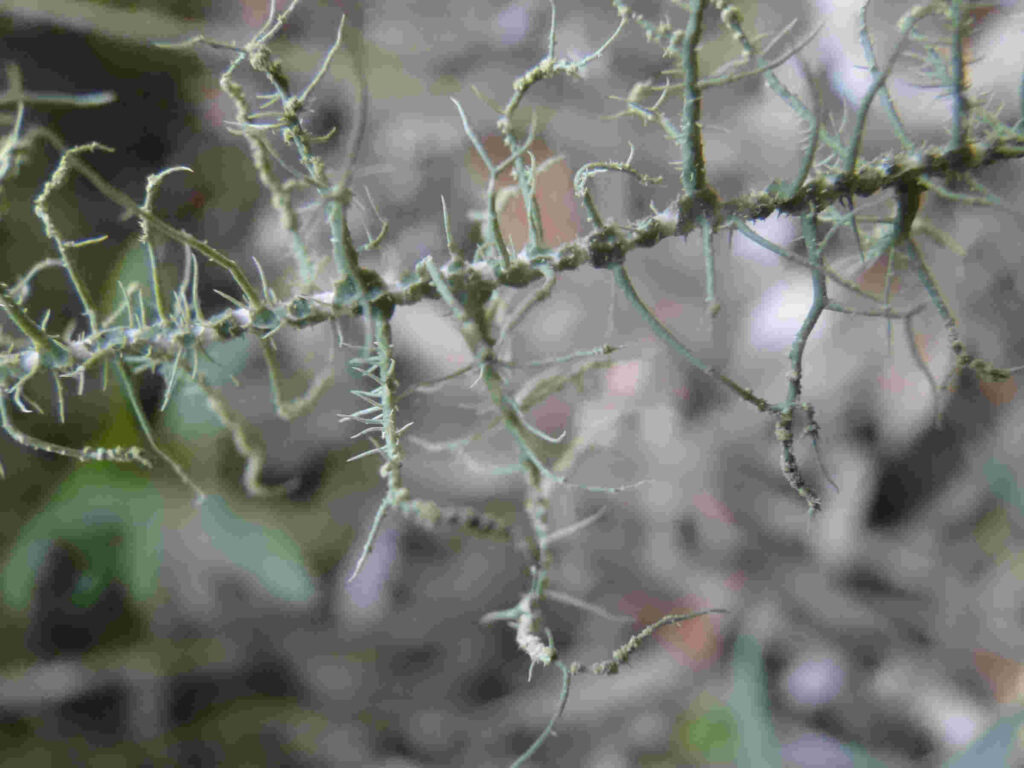 Usnea angulata