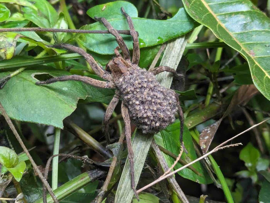 Wolf Spider with Spiderlings